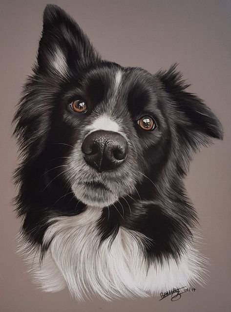 The 15 Most Realistic Australian Shepherd and Border Collie Paintings | Page 2 of 3 | PetPress Australian Shepherd, Border Collie, Paintings, Black And White, White, Black