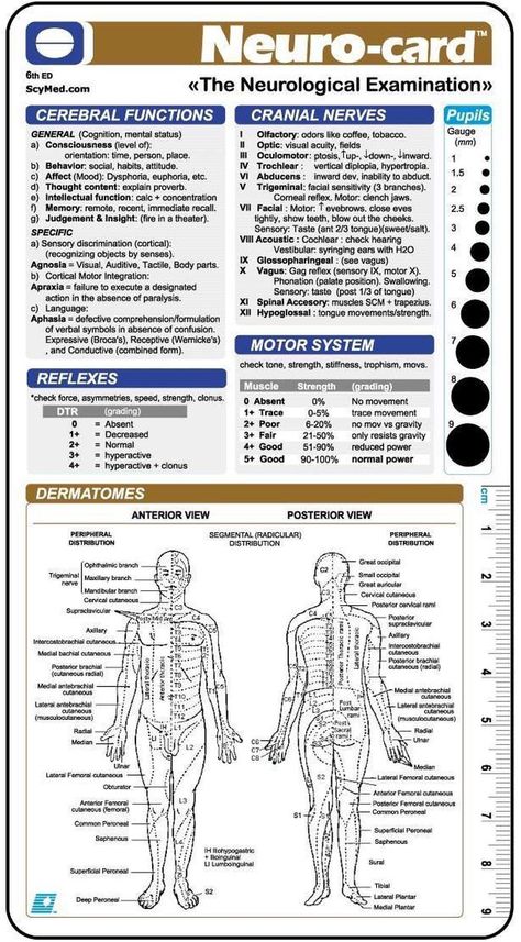 The Neurological Examination Neurology Notes, Neurological Examination, Exam Template, Neurological Assessment, Nursing Mnemonics, Medical Student Study, Nursing School Survival, Nursing School Studying, Nursing School Tips