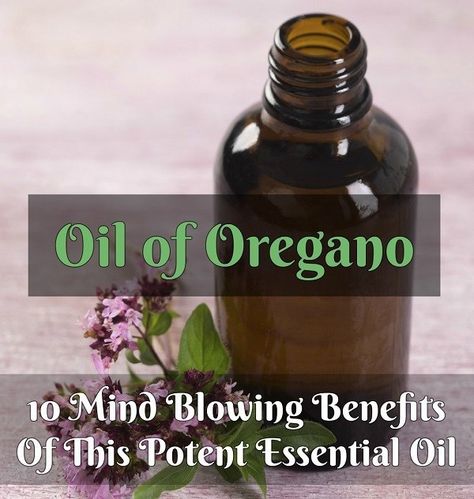 Oil Of Oregano Benefits, Oregano Benefits, Benefits Of Oregano, Oil Of Oregano, Oregano Oil Benefits, Oregano Essential Oil, Oregano Oil, Benefits Of Coconut Oil, Essential Oil Benefits