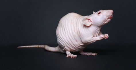 Cringe Pics, Rat Face, Hairless Animals, Hairless Rat, Mole Rat, Animal Designs, Rodents, Animal Design, Frogs