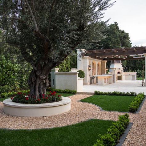 Olive Trees Landscape, Olive Trees Garden, Growing Olive Trees, Front Lawn Landscaping, River Rock Garden, Backyard Covered Patios, Coastal Landscaping, Tree Planters, Storage Inspiration