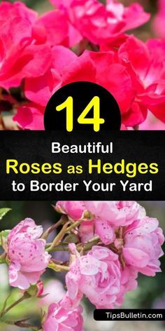 Try choosing between the rugosa rose, knock out rose, and apricot rose for creating the privacy hedge of your dreams. These bare root roses have white, yellow, and pink flowers and transform your yard into a professional-looking rose garden. #roses #hedges #rosehedge Epsom Salt Garden, Bare Root Roses, Rugosa Rose, Rose Hedge, Drift Roses, Yellow And Pink Flowers, Floribunda Roses, Best Roses, Privacy Hedge