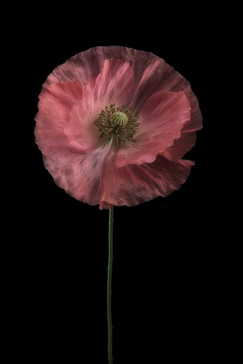 Mostly poppies on Behance Photography Effects, Nature Photoshoot, Floral Photography, Flower Photography, Beauty Queen, Cute Patterns Wallpaper, Flower Photos, Photography Design, Color Of Life