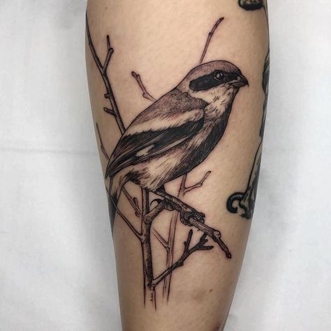 Shrike Tattoo, Traditional Tattoo Black And Grey, Animal Tatoos, Ancient Tattoo, Illustration Tattoo, Up Tattoo, Make Tattoo, Bird Tattoo, Cover Up Tattoo