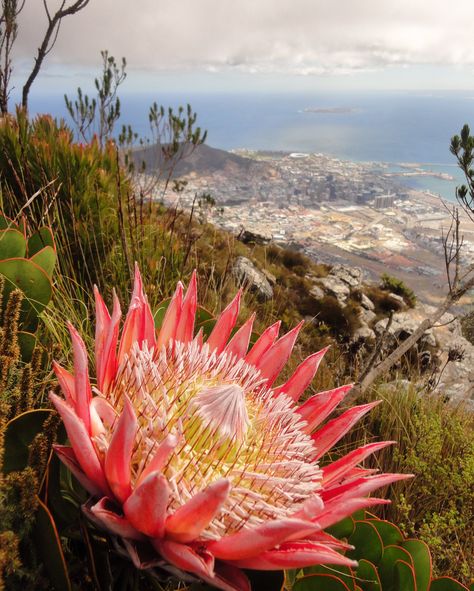 Flowers South Africa, South Africa Flowers, Flowers In Africa, South African Flowers, King Protea, African Plants, African Pattern Design, Protea Flower, Plants Are Friends