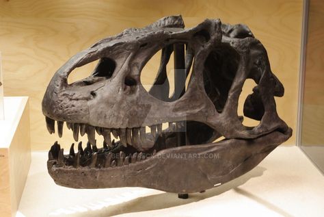 Allosaurus Skull by bellafreck on DeviantArt Allosaurus Skull, Couple Dinosaur, Dinosaur Skeletons, Dinosaur Skull, Skull Reference, Real Dinosaur, Dining Buffet, Animal Skeletons, Rocks And Fossils