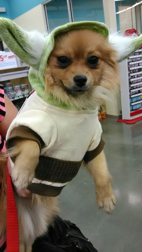 My dog in a Yoda costume for Halloween Yoda Costume, Costume For Halloween, My Dog, Dog Art, Halloween Costumes, Teddy Bear, Toys, Halloween, Dogs