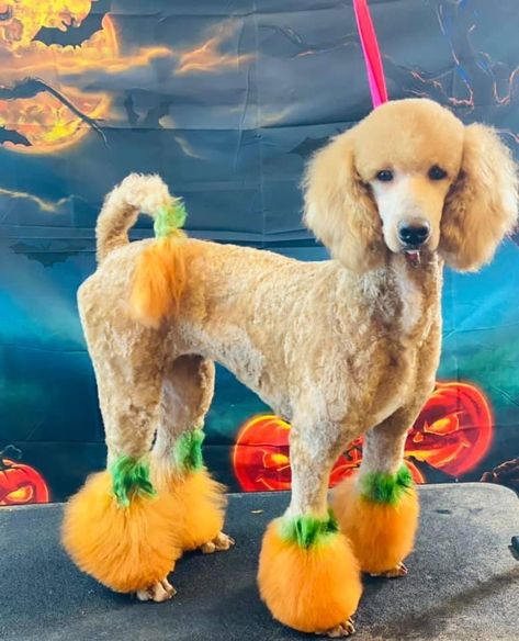 Poodle creative groomed to have pumpkins on its poms and tail! Poodle Dyed Fur, Halloween Dog Hair Dye, Poodle Halloween Dye, Halloween Poodle Groom, Dog Grooming Dye Ideas, Poodle Colored Hair, Creative Grooming Dogs, Poodle Haircuts Standard, Dog Hair Dye Ideas Halloween