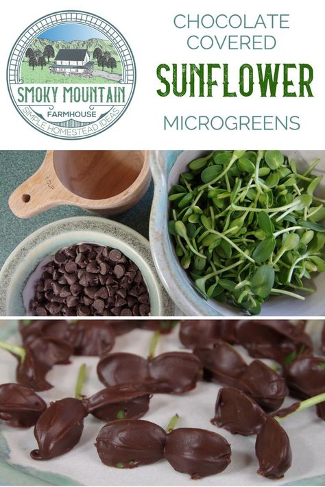 Chocolate Covered Sunflower Microgreens Sunflower Microgreens, Microgreens Recipe, Mountain Farmhouse, Green Snacks, Dessert Chocolate, Sprout Recipes, Baking Business, Smoky Mountain, Chocolate Chips