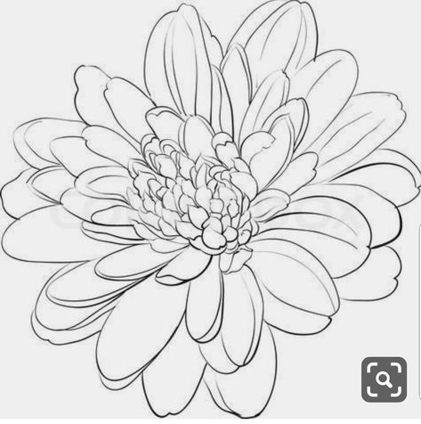 Mum Flowers Tattoo, Flowers Dictionary, November Flower Tattoo Chrysanthemums, November Tattoo Ideas, Chrysanthemum Flower Drawing, November Flower Tattoo, Chrysanthemum Drawing, Chrysanthemum Painting, November Flower