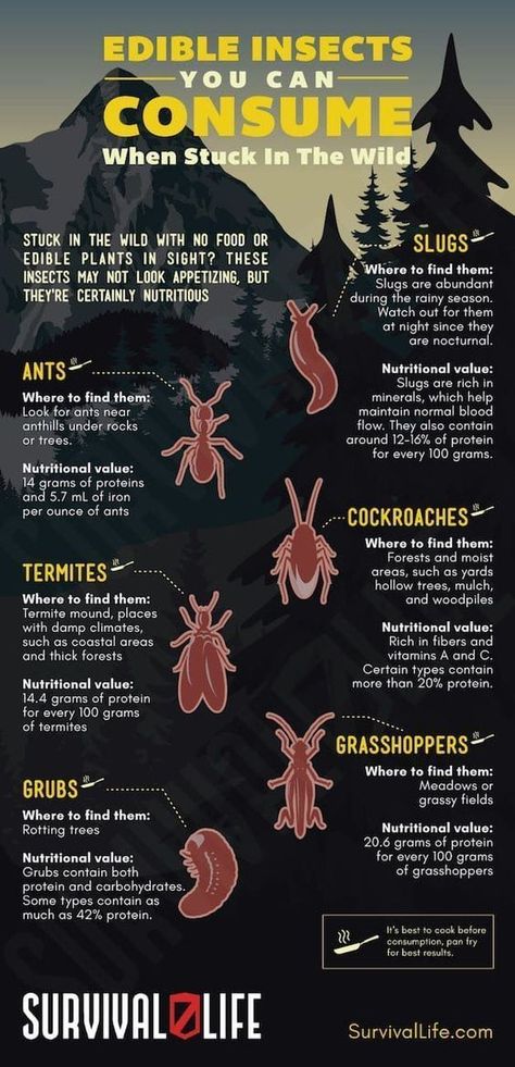 Edible Insects, Shtf Survival, Surviving In The Wild, Survival Skills Life Hacks, Survival Life Hacks, Survival Techniques, Zombie Survival, Homestead Survival, Survival Life