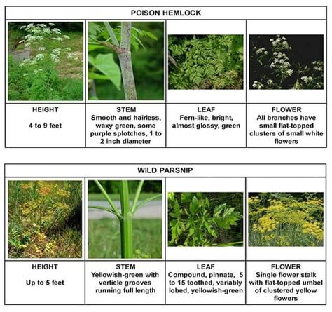 Giant Hogweed Plant, Hogweed Plant, Giant Hogweed, Poison Hemlock, Wild Parsnip, Cow Parsnip, Poisonous Plants, Invasive Plants, Wild Edibles