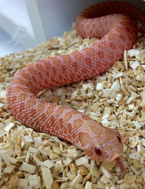 For Sale PASTEL PINK ALBINO WESTERN HOGNOSE AVAILABLE NOW! - FaunaClassifieds Western Hognose, Western Hognose Snake, Snakes For Sale, Rosy Boa, Goofy Cats, Bearded Dragon Terrarium, Snake Party, Snake Turtle, Hognose Snake