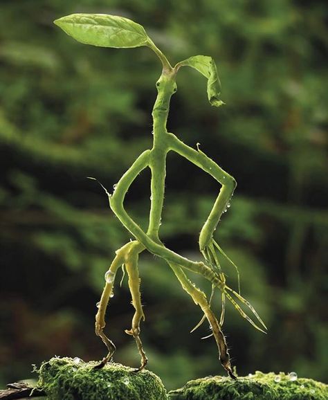 Bowtruckle Drawing, Liquid Luck, Newt Scamander, Newt, He Wants, Be Kind, Fanfiction, Harry Potter