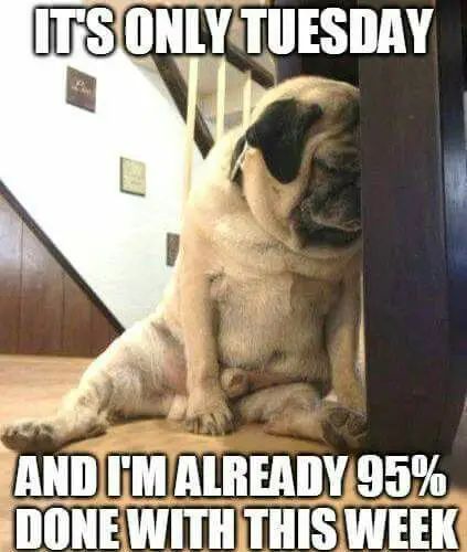 100 Funny Tuesday Memes, Pictures & Images for Motivation Happy Tuesday Meme, Tuesday Meme, Pug Meme, Anjing Pug, Bichon Havanais, Cute Pug Puppies, Tuesday Humor, A Pug, Pug Puppies