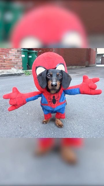 Dog Spiderman Costume, Jing Jing, Spiderman Costume, Dog Costume, Marvel Dc, Dachshund, Spiderman, The Neighbourhood, Marvel