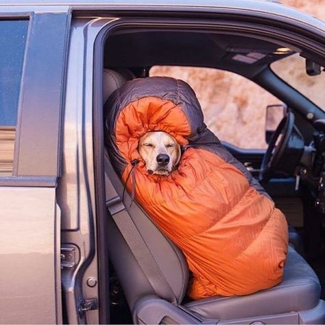 Photos of Dogs Camping Camping With Dogs, Camping Photography, Dog Camping, Dog Adventure, Dog Travel, Dog Photos, Tent Camping, Dog Life, Dog Friends