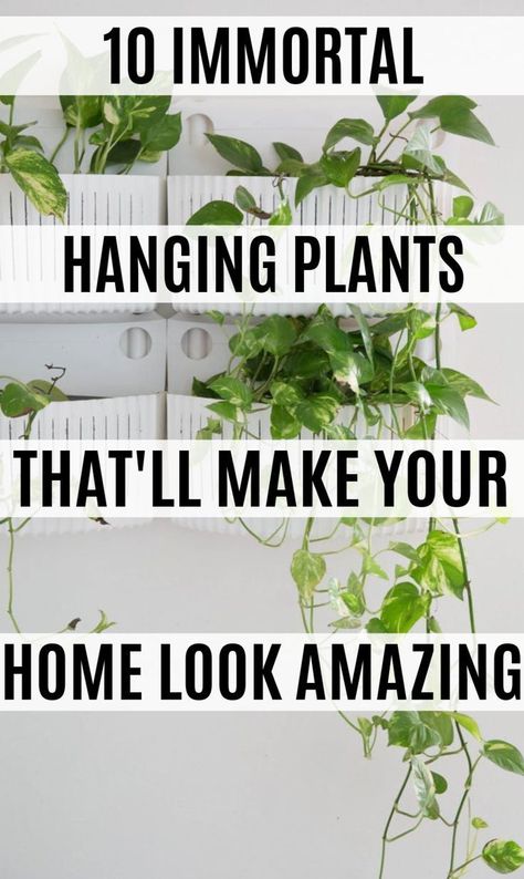 Indoor Plant Furniture, Hanging Plant Living Room Corner, Hanging Plants Dark Room, Indoor Plant Hangers Ceiling, Plants In Bedroom Hanging, Hanging Plants With Curtains, Hanging Plants In Kitchen Ideas, Plants Hanging From Ceiling Living Rooms, Plants Over Doorway