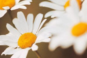 Comstock/Comstock/Getty Images Daisy Varieties, Harvesting Seeds, Garden Mums, Garden Mum, Shasta Daisy, Viola Flower, Shasta Daisies, Drought Tolerant Perennials, Herbaceous Perennials