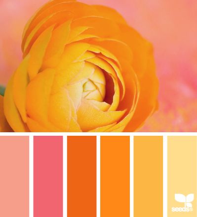 Ranunculus Orange | design seeds | Bloglovin’ Crochet Colorways, Kunst Inspiration, Colour Combo, Color Palate, Design Seeds, Trik Fotografi, Colour Board, Pink Design, Pink And Yellow