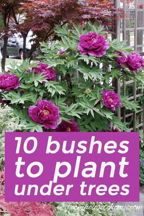 This list of #shrubs is perfect for my shade #garden. I wasn't sure how to fill in the garden bed and now I have a bunch of options. I really like the 4th one. #fromhousetohome #shadegarden #bushes #perennials #gardening Skygge Planter, Best Shrubs For Shade, Evergreens For Shade, Shade Loving Shrubs, Red Twig Dogwood, Plants Under Trees, Twig Dogwood, Shade Shrubs, Flowering Bushes