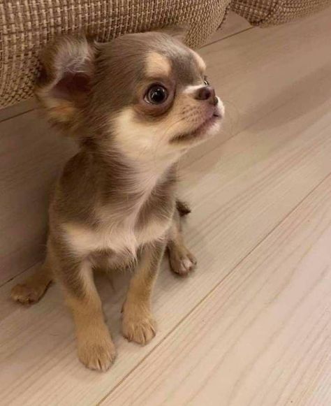 I Love My Chihuahua Chiwawa Puppy, Chiwawa Chihuahuas, Photos For Vision Board, Chihuahua Teacup, Psy Chihuahua, Teacup Chihuahua Puppies, Chihuahua Clothes, Baby Chihuahua, Chihuahua Puppies For Sale