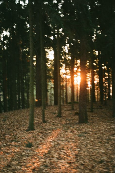 Autumn Film Photography, Nature Film Photography, Movement Photography, Kodak Gold 200, Nature Film, Photography Forest, Photography 35mm, Video Project, Film Stock