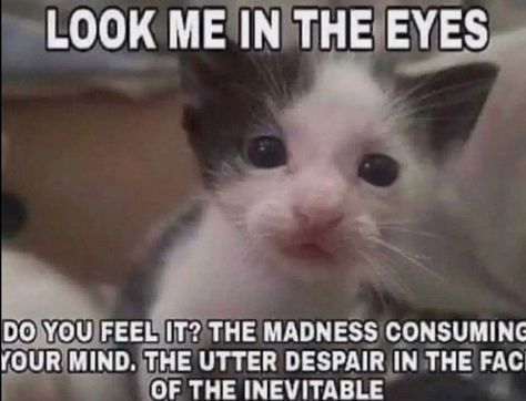 kitten memes kittens meme kitten hee kittens memes kitten meme kitten kittens kitten aesthetic kitten pictures kittens funny kitten cuteness kitten lover Silly Cats Pictures, Cat Boarding, Silly Animals, Funny Cute Cats, Silly Cats, Silly Me, Do You Feel, Animal Memes, Funny Laugh