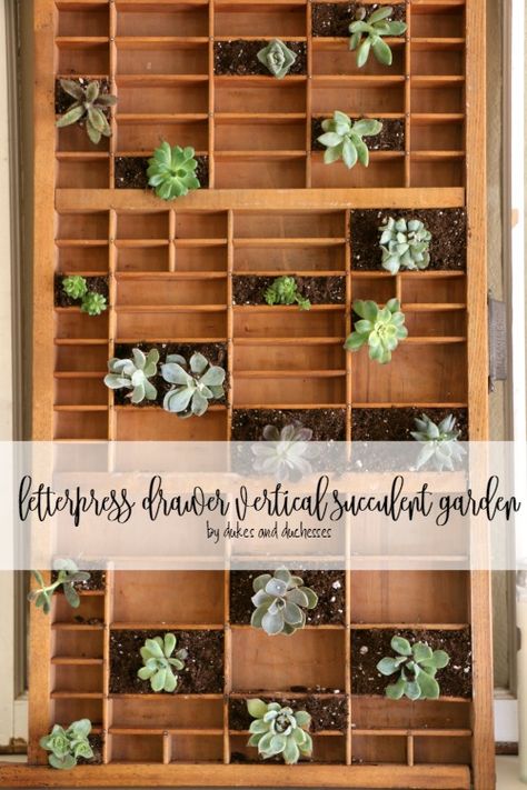 letterpress drawer vertical succulent garden Vertical Succulent Gardens, Letterpress Drawer, Printers Drawer, Printers Tray, Fabulous Diy, Succulent Gardening, Vintage Display, Succulent Garden, Diy Planters