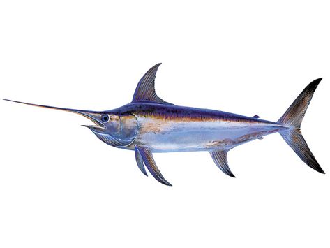 Featured Species: Fishing for Swordfish | FISHTRACK.COM Xiphias Gladius, Image Of Fish, Blue Marlin, Pet Fish, Aquatic Animals, Pretty Images, Fish Print, Red Fish, Fish Art