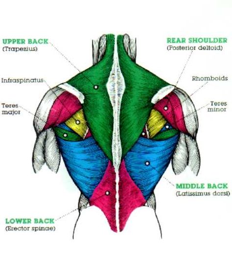 Back Back Muscle, Back Muscles, Muscles, The Back