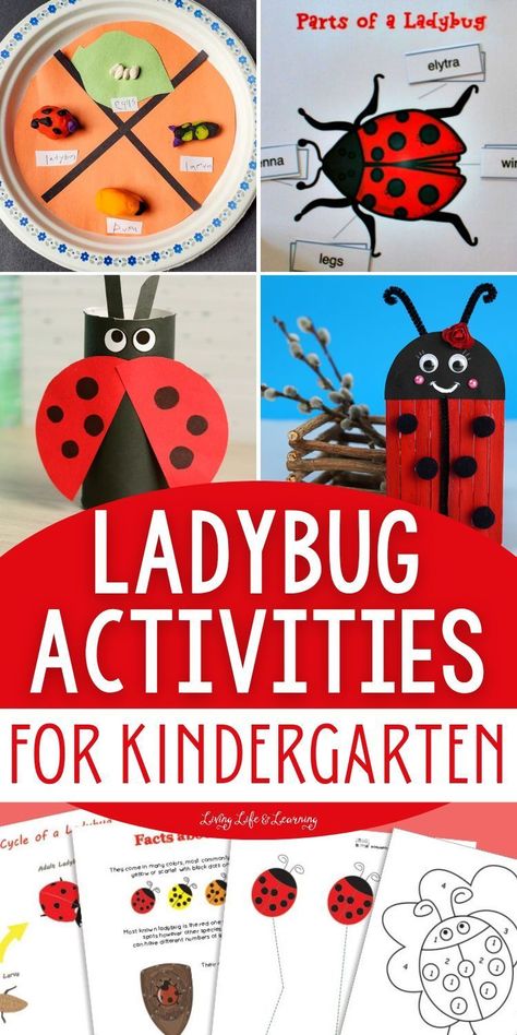 Have an afternoon full of creative activities and science learning with   all these kid-friendly ladybug activities for kindergarten. From   crafting activities to simple math worksheets, let your child's mind   flutter with excitement as they go through each of these ladybug-themed   activities with you. Ladybug Activities For Preschool, Simple Math Worksheets, Ladybugs Kindergarten, Ladybug Life Cycle Activities, Ladybug Math, Ladybug Activities, Ladybugs Preschool, Ladybug Life Cycle, Crafting Activities