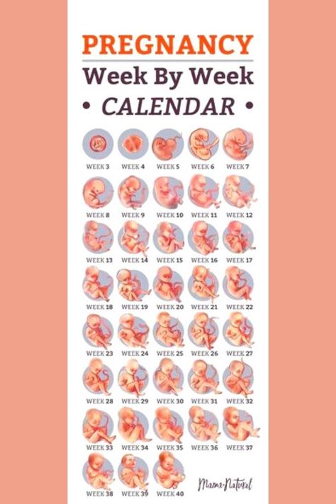 PREGNANCY WEEK BY WEEK CALENDAR. Baby Growth In Womb, Pregnancy Calendar Due Date, Pregnancy Gender Prediction, Pregnancy Chart, Pregnancy Timeline, Pregnancy Facts, Care During Pregnancy, Mother Care, Pregnancy Calendar