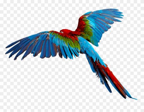 Parrot Png, Macaw Art, Birds Png, Parrot Flying, Blue Macaw, Macaw Parrot, African Grey Parrot, Flying Birds, Antique Images