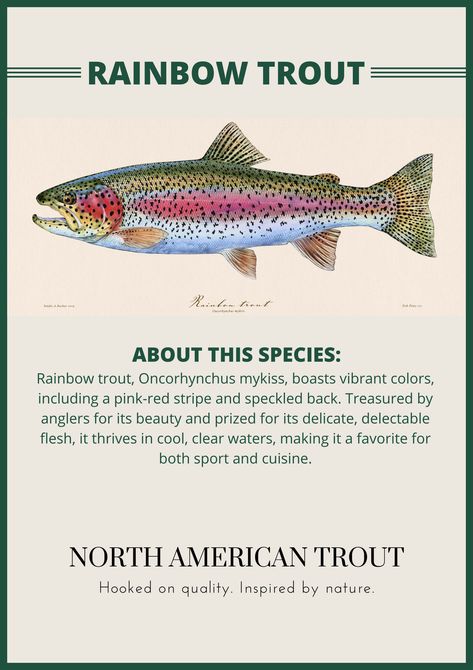 Rainbow Trout Photography, Rainbow Trout Picture, Rainbow Trout Tattoo, Rainbow Trout Art, Fish Chart, Trout Art, Rainbow Trout Fishing, Fly Fishing Art, Trout Recipes