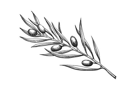 Olive Branch Sketch, Igor Tattoo, Olive Branch Drawing, Olive Tattoo, Olive Branch Tattoo, Biblical Tattoos, Leaves Sketch, Willow Leaves, Wrap Tattoo