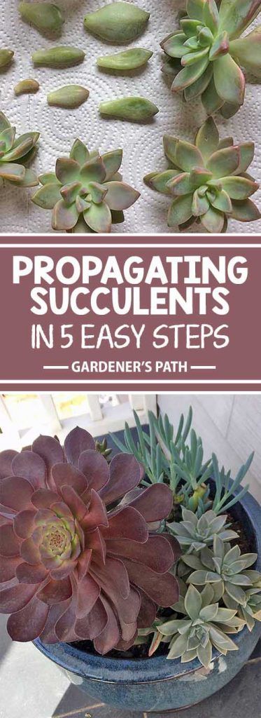 Multiplier Des Plantes Grasses, Succulent Care Instructions, Propagate Succulents, Succulent Landscape Design, Succulent Landscaping, Propagating Succulents, Growing Succulents, Low Maintenance Landscaping, Succulent Gardening