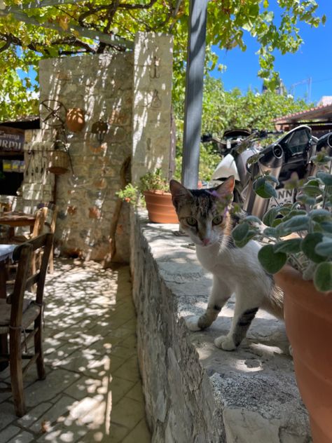 #cat #greece Cats In Greece, Cyprus Cats, Mediterranean Vibes, High By The Beach, Greek Summer, Cat Sanctuary, Euro Summer, Poster Room, Scenery Nature