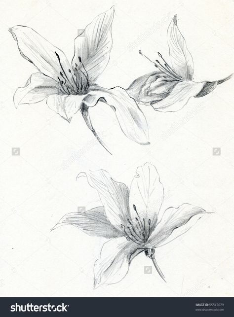 bauhinia-blakeana-flower-of-hong-kong Bauhinia Flower Drawing, Hong Kong Orchid Tattoo, Bauhinia Blakeana Tattoo, Bauhinia Flower Tattoo, Bauhinia Tattoo, Orchid Botanical Illustration, Bauhinia Blakeana, Hong Kong Orchid, Bauhinia Flower