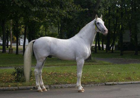 Orlov Trotter, Gaited Horses, Grey Horses, Warmblood Horses, Grey Horse, East Europe, Dressage Horses, Western Horse, Vintage Horse