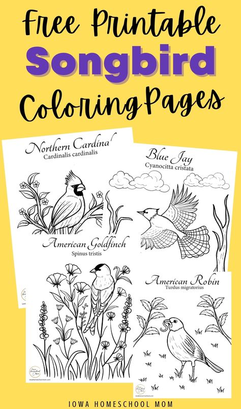 Biome Coloring Pages, Homeschool Coloring Pages, Bird Coloring Page, Bird Coloring, Educational Coloring Pages, Bird Activities, Nature Coloring Pages, Activity Pages For Kids Free Printables, Bird Printables