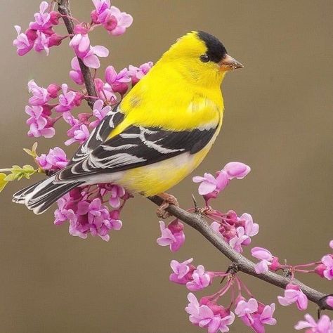 Golden Finch, Bird Painting Acrylic, American Goldfinch, Bird Artwork, Amazing Nature Photos, Goldfinch, Wildlife Nature, Bird Pictures, Beautiful Photos Of Nature