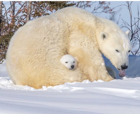 Crochet Beautiful, Baby Polar Bears, Cute Polar Bear, Ice Bears, Cute Teddy, Pretty Animals, Silly Animals, Cowboy Bebop, Cute Wild Animals