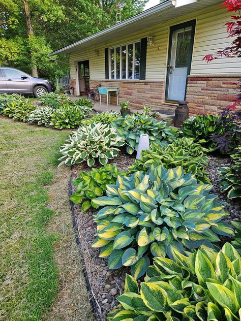 Giant Hosta, Hosta Plants, Back Garden Design, Front Yard Garden Design, Garden Decor Projects, Woodworking Ideas Table, Front Yard Garden, Garden Landscape Design, Back Garden