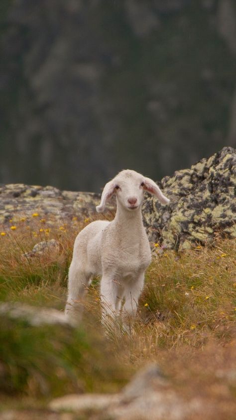 Lamb Aesthetic Wallpaper, Sheep Astethic, Sheep Wallpaper Iphone, Lamb Aesthetic, Lamb Wallpaper, Sheep Wallpaper, Lamb Pictures, Lamb Photography, Cute Potato