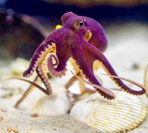 Happy Octopus, Coconut Octopus, Tiny Octopus, Purple Octopus, Fauna Marina, Baby Octopus, Beautiful Sea Creatures, Underwater Creatures, Aquatic Animals