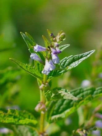 A Tale of Two Skullcaps: Herbal Info | Luna Lactation & Wellness Skullcap Plant, Skullcap Herb, Hand Tremors, Herbs For Sleep, Herb Uses, Herbal Witch, Medicine Herbs, Herbs Plants, Healing Plants