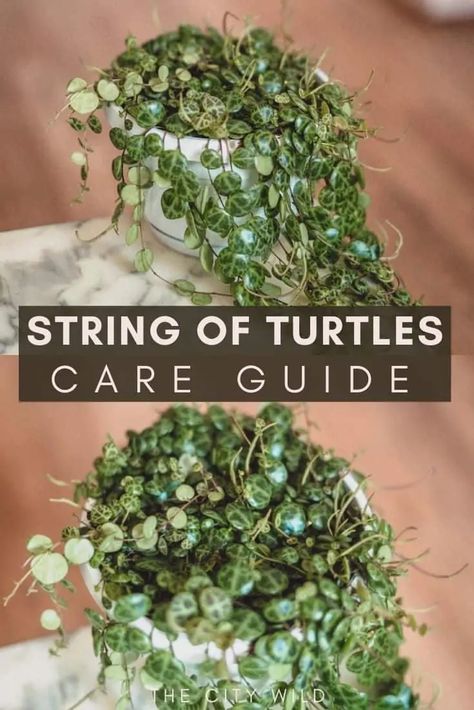 String of Turtles Care Guide (Peperomia Prostrata) Curly Plants Spirals, How To Propagate String Of Turtles, String Of Turtles Care, Hoya Plant Care, String Of Turtles Plant, Turtle Plant, Hoya Care, String Of Turtles, Turtle Care