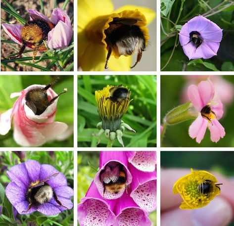 Babee got Back! Bee Butts #beebutts Honey Bee Butts, Bee Butts, Bumble Bee Butts, Fluffy Bumble Bee, Bee Utiful, Bumble Bee Reference Photo, Bumble Bee Asleep In Flower, Bee Hotel, I Love Bees