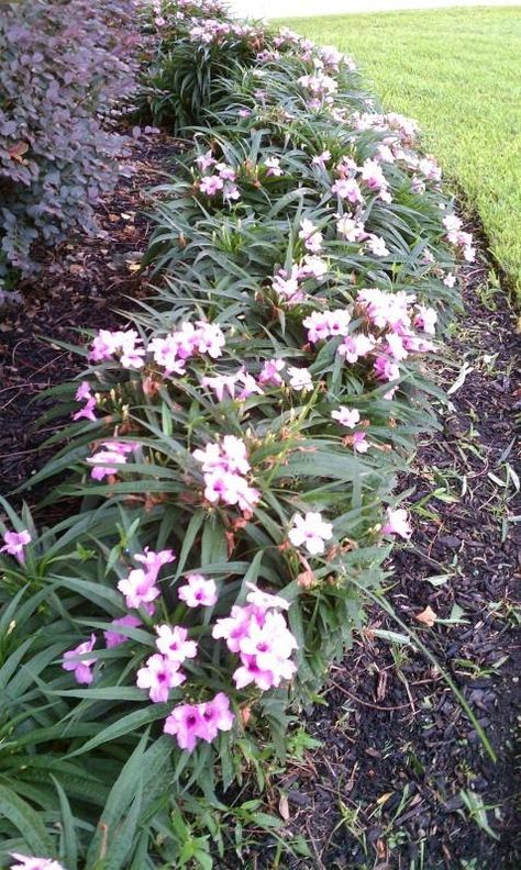 Entire plant photo of Dwarf Mexican Petunia (Ruellia simplex 'Katie') uploaded to Garden.org by ShadyGreenThumb Houston Landscaping, Mexican Petunia, Suburban Landscape, Houston Garden, Arizona Garden, Texas Landscaping, Zone 8b, Arizona Gardening, Florida Plants